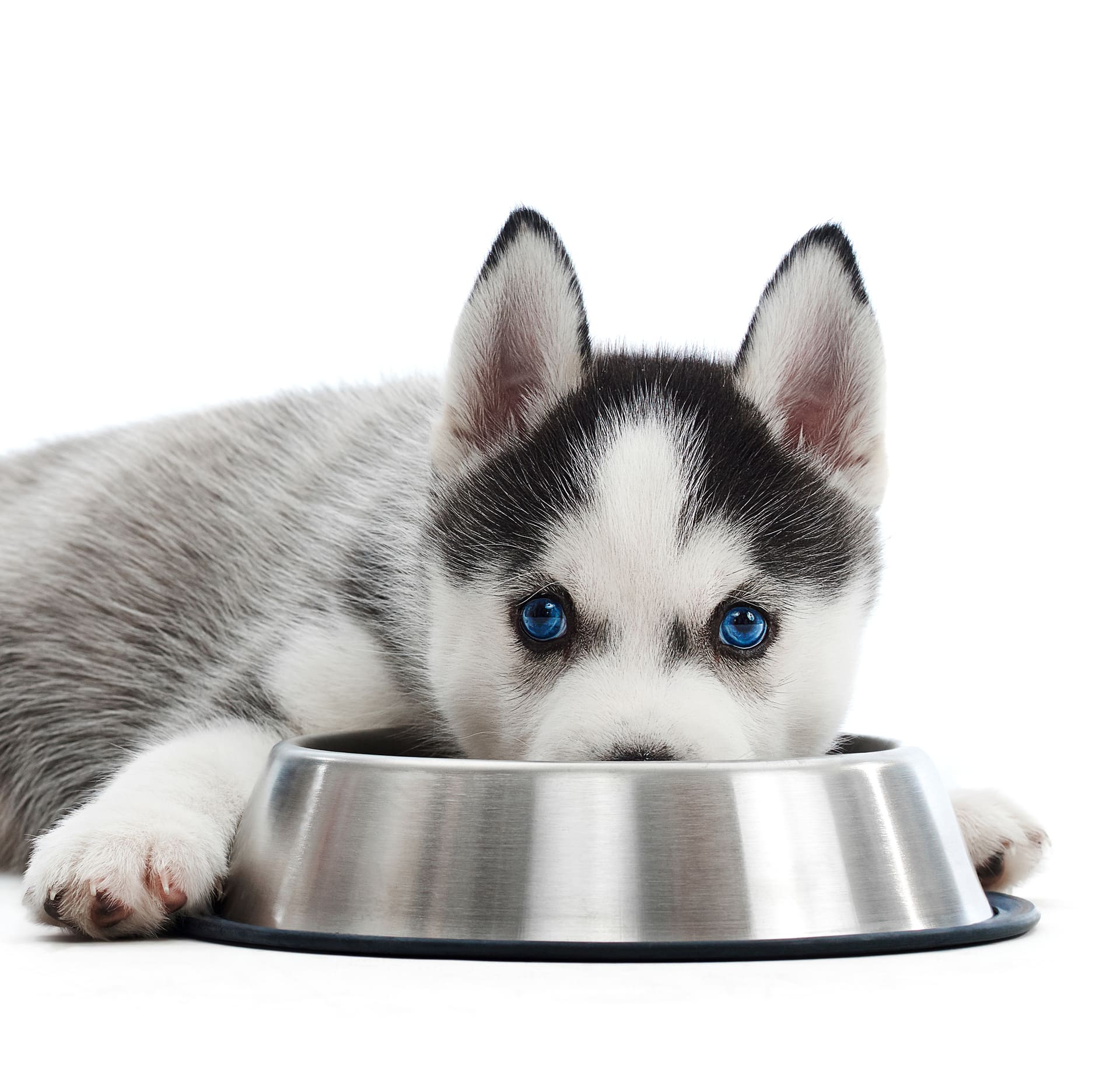 Alimentación saludable para perros