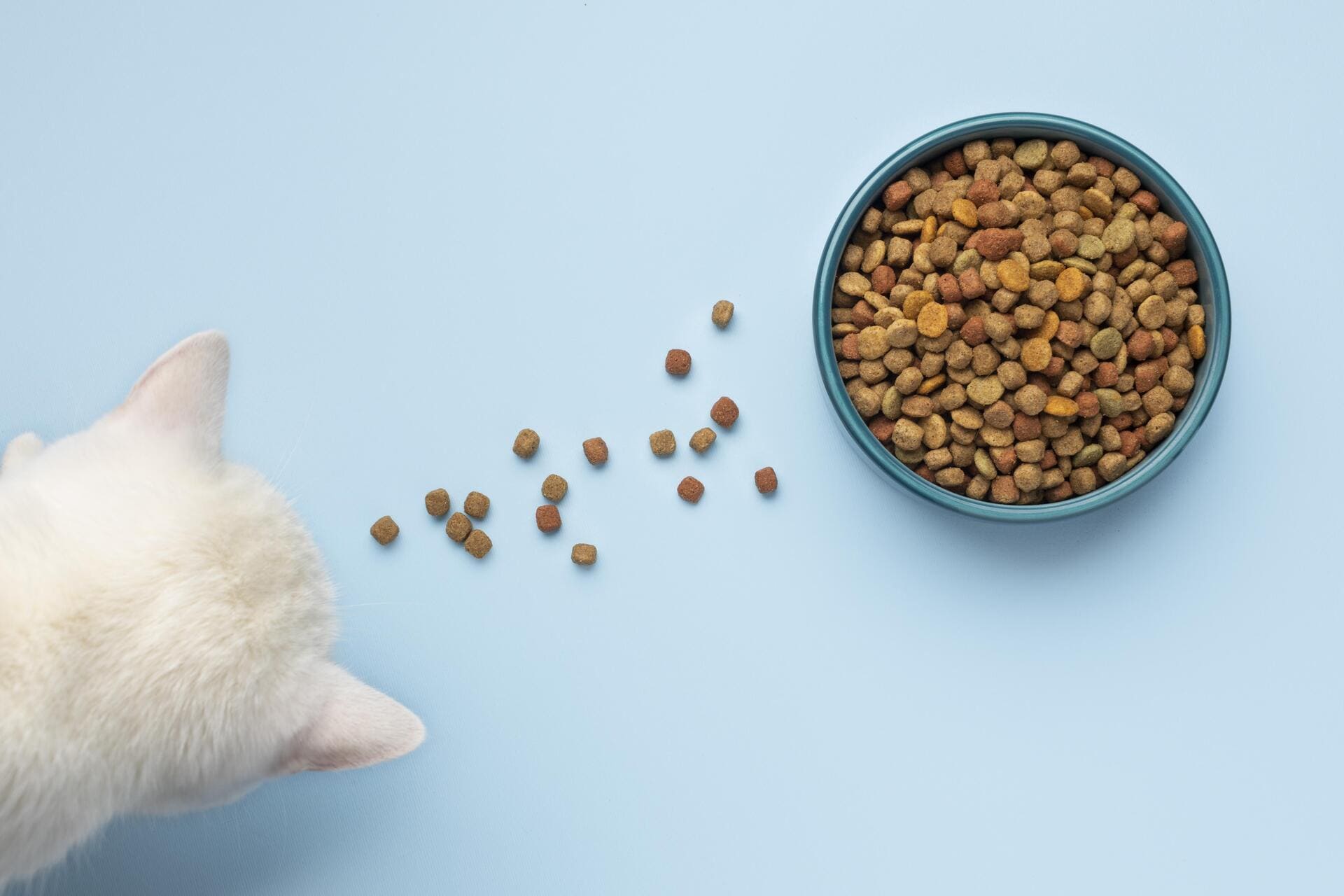 Alimento para gatos saludables